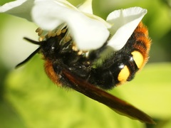 Megascolia maculata maculata