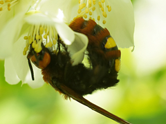 Megascolia maculata maculata
