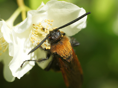 Megascolia maculata maculata