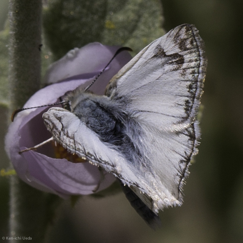 Northern White-Skipper photo 5
