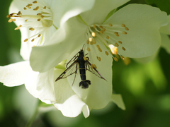Synanthedon tipuliformis
