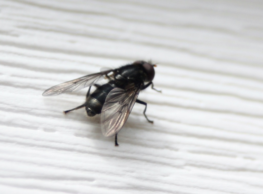Flies from Kodiak Island, AK, USA on May 25, 2022 at 0157 PM by Masumi