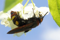 Megascolia maculata maculata