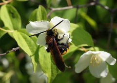 Megascolia maculata maculata