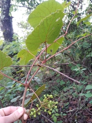Ampelocissus acapulcensis