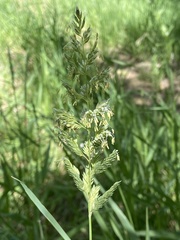 Phalaris arundinacea
