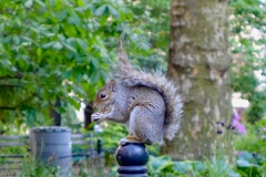 Sciurus carolinensis