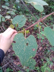 Ampelocissus acapulcensis