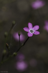 Gilia leptantha purpusii