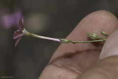 Gilia leptantha purpusii