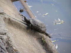 Trachemys scripta