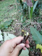Arctium minus