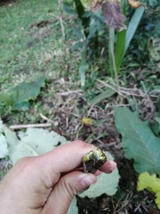 Arctium minus