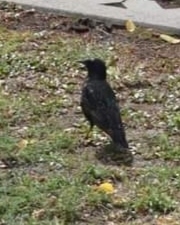 Sturnus vulgaris