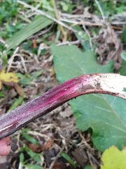 Arctium minus