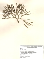 Codium taylorii