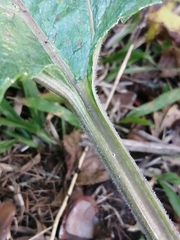 Arctium minus