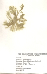 Cladophora liniformis