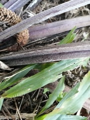 Arctium minus