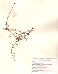 Sargassum filipendula