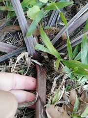 Arctium minus