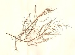 Solieriaceae