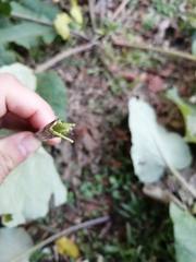 Arctium minus