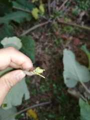Arctium minus