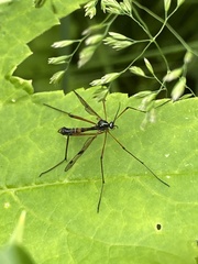 Ptychoptera contaminata