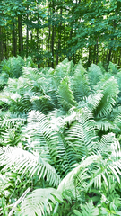 Matteuccia struthiopteris