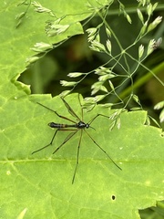 Ptychoptera contaminata