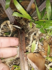 Arctium minus