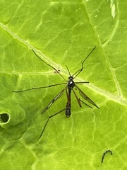 Ptychoptera contaminata