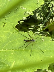 Ptychoptera contaminata