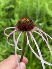 Echinacea simulata