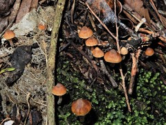 Cortinarius waiporianus