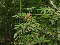 Cabralea canjerana