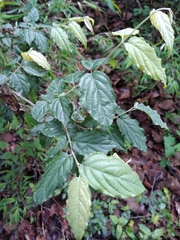 Sageretia