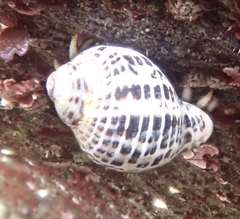 Acanthinucella