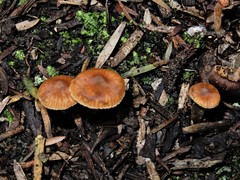 Cortinarius waiporianus