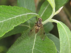 Chrysopilus cristatus