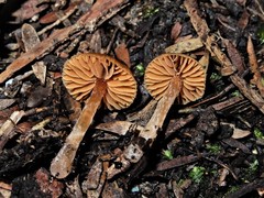 Cortinarius waiporianus