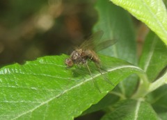 Chrysopilus cristatus