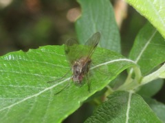 Chrysopilus cristatus