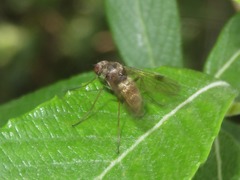 Chrysopilus cristatus