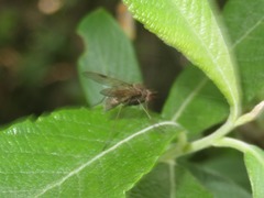 Chrysopilus cristatus