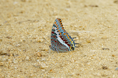Charaxes saturnus