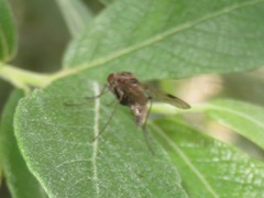 Chrysopilus cristatus