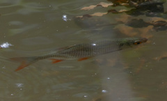 Scardinius erythrophthalmus