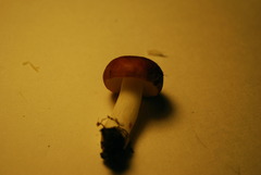 Russula placita